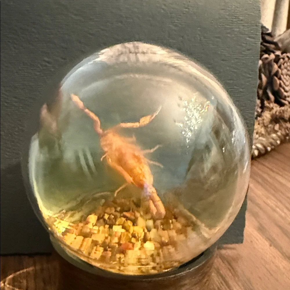 Luxurious Gold Fish Globe with Wooden Base